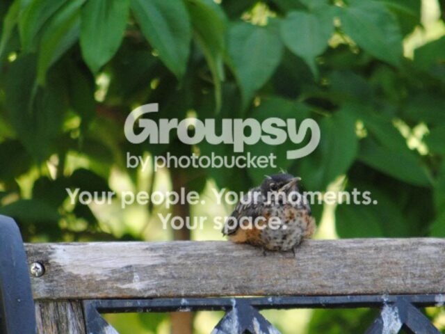 Garden Guests: Robins