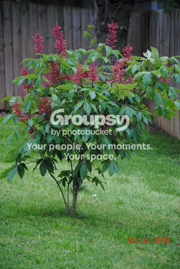 Red Buckeye – photo 1