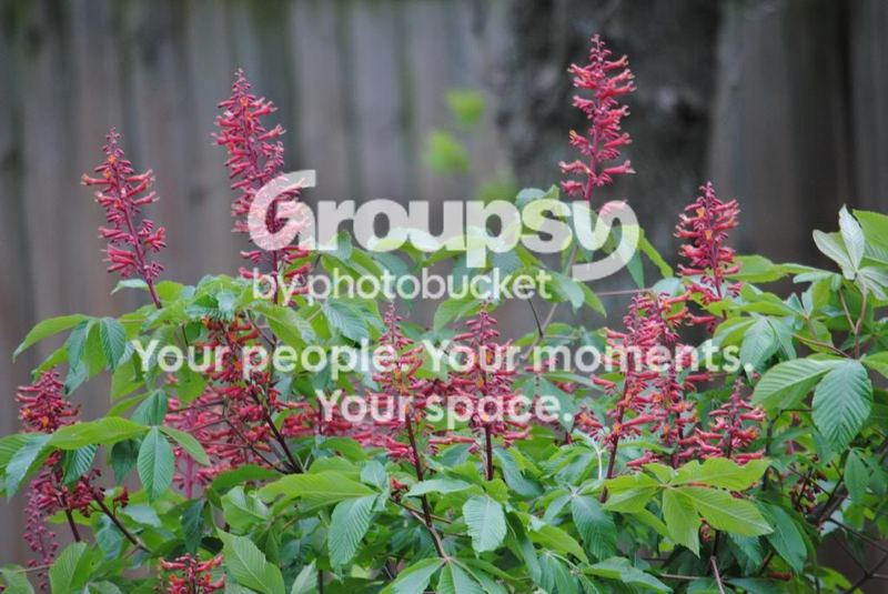 Red Buckeye – photo 2