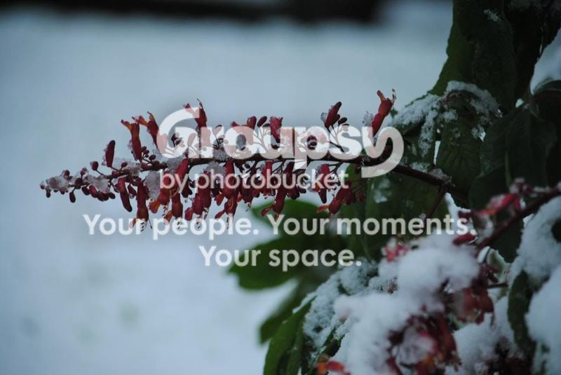 Red Buckeye – photo 3