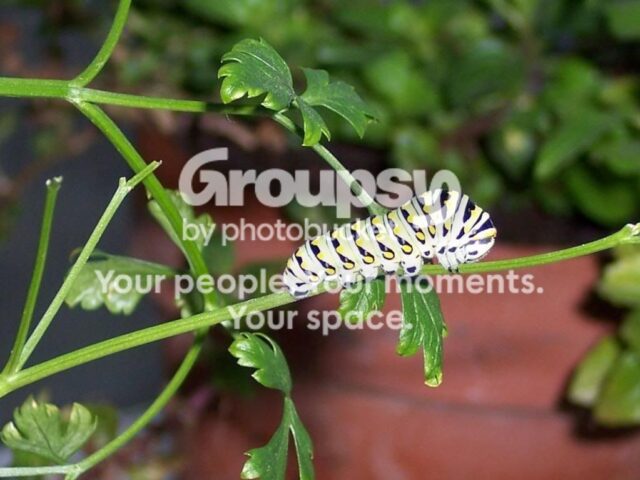 Garden Guest: Swallowtail
