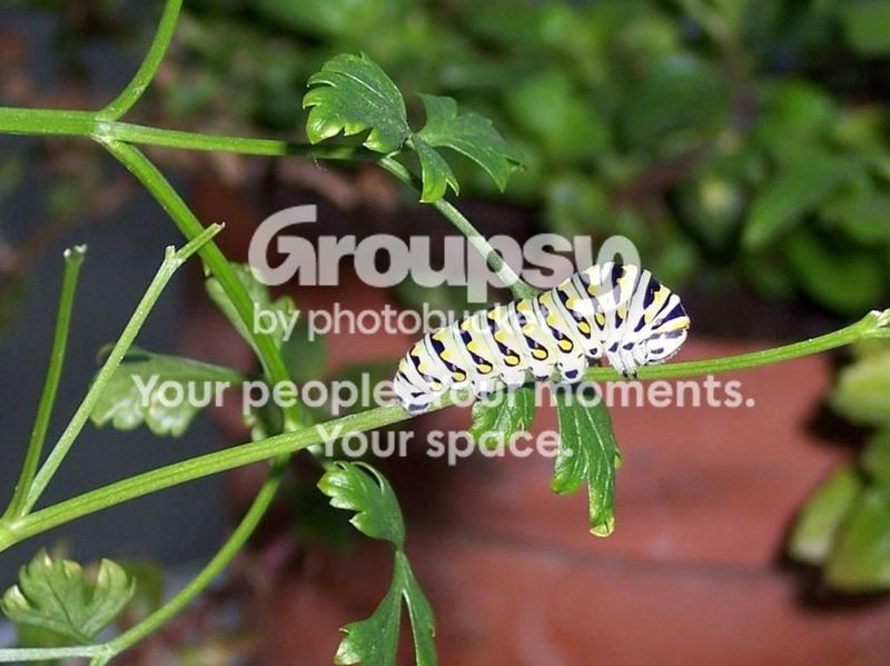 Garden Guest: Swallowtail – photo 1