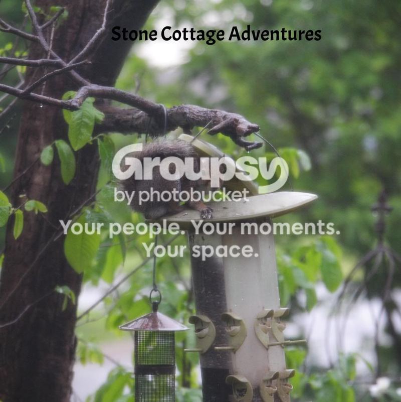 Garden Guests:  Squirrel – photo 1