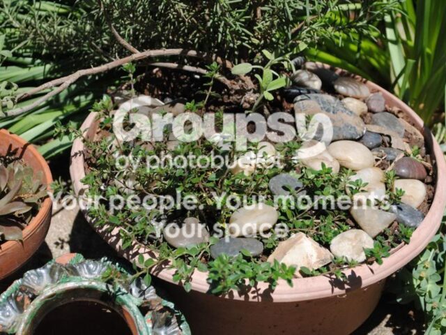 Herbs: A Place to Begin… Another Propagating Tip