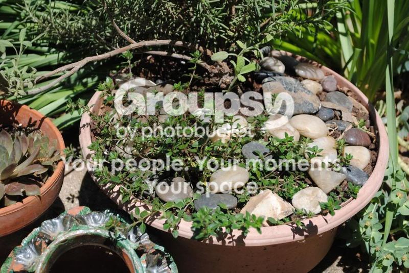 Herbs:  A Place to Begin...  Another Propagating Tip – photo 1