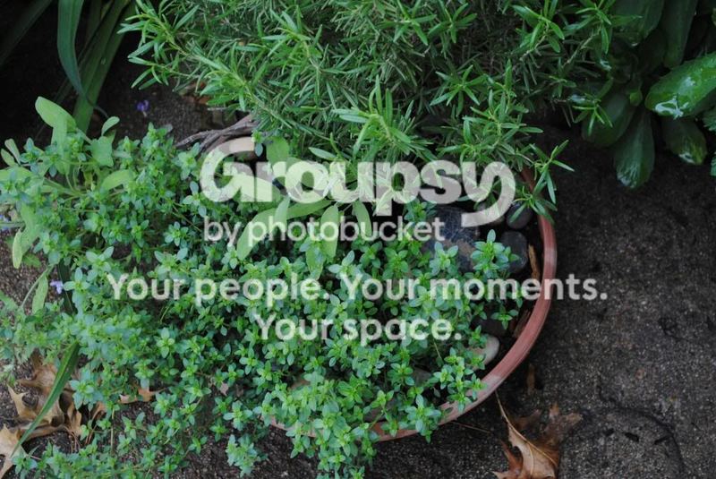Herbs:  A Place to Begin...  Another Propagating Tip – photo 2