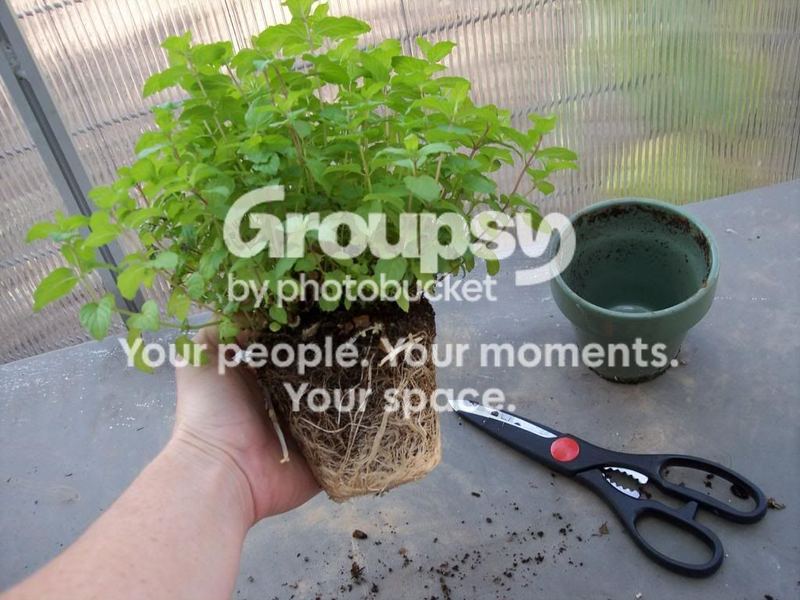 Herbs:  A Place to Begin...  Dividing Mint – photo 1