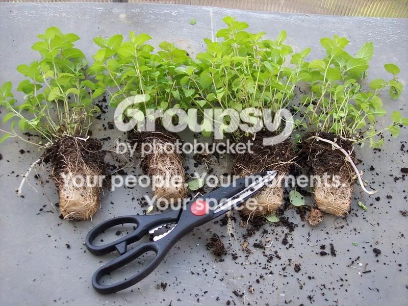 Herbs:  A Place to Begin...  Dividing Mint – photo 2