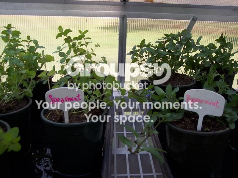 Herbs:  A Place to Begin...  Dividing Mint – photo 3