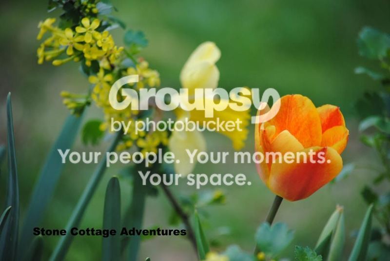 Tulips in my Garden – photo 1