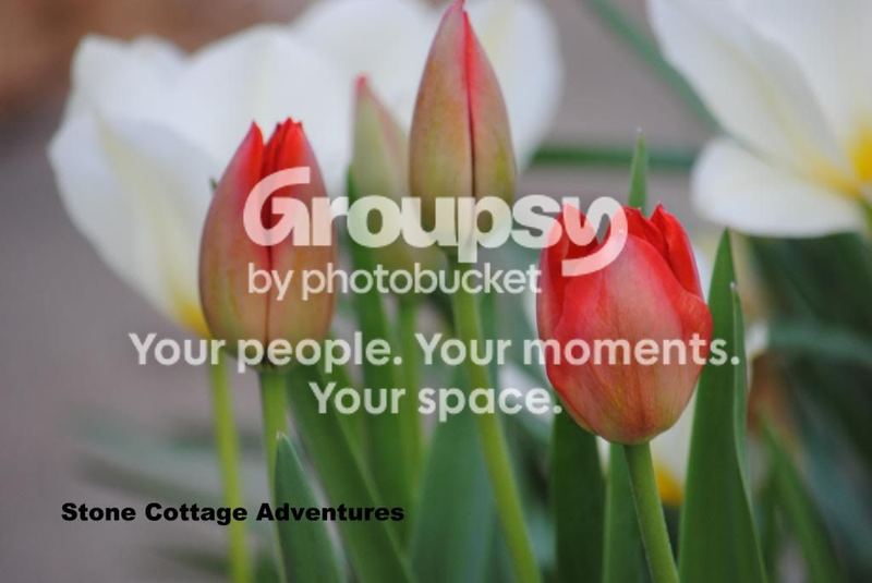 Tulips in my Garden – photo 2