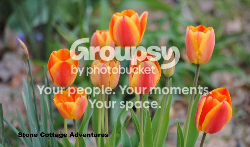 Tulips in my Garden – photo 4
