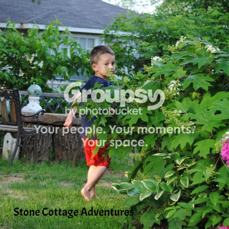 Garden Guest: Our Favorite – photo 1