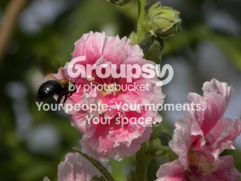 Garden Guests:  Bumblebee – photo 1