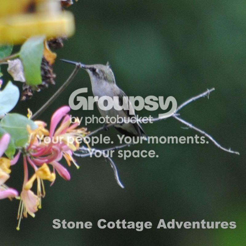 Garden Guests: Hummingbird – photo 1