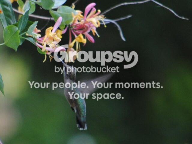 Hummingbirds?