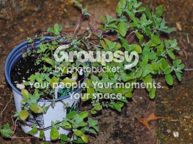 Herbs: A Place to Begin… Bringing Herbs Home