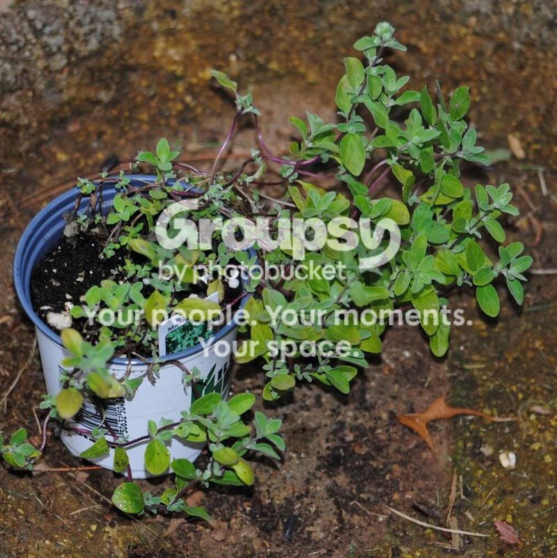 Herbs: A Place to Begin... Bringing Herbs Home – photo 1