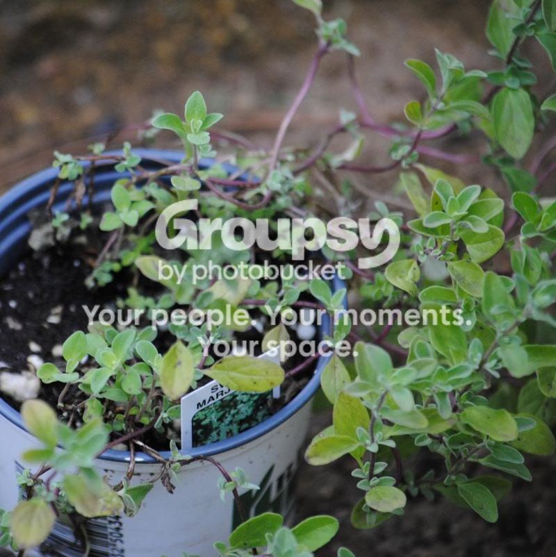 Herbs: A Place to Begin... Bringing Herbs Home – photo 2