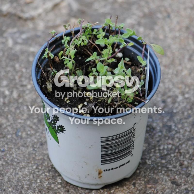Herbs: A Place to Begin... Bringing Herbs Home – photo 3