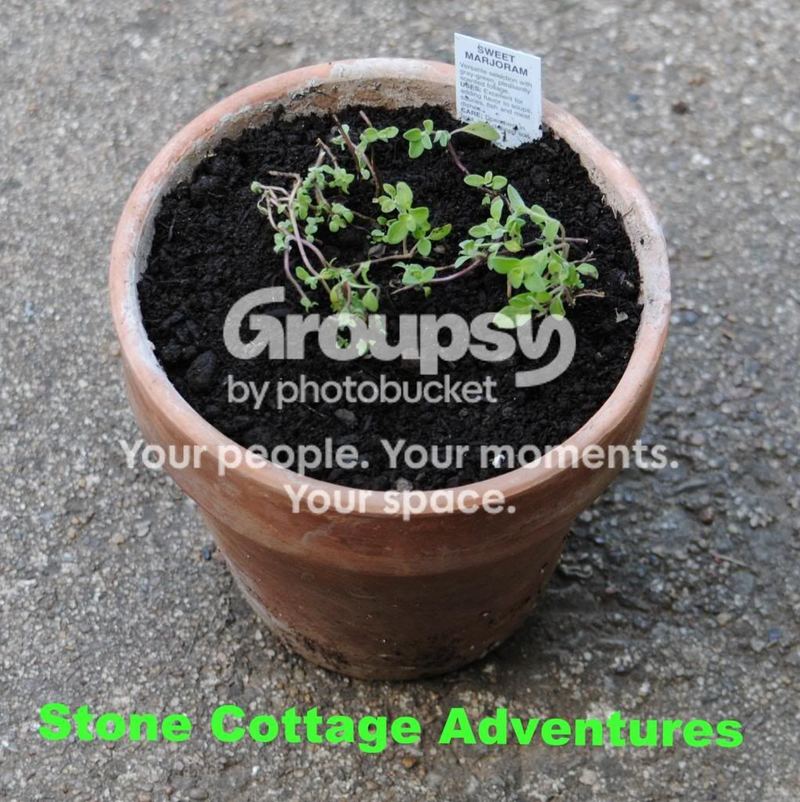 Herbs: A Place to Begin... Bringing Herbs Home – photo 4