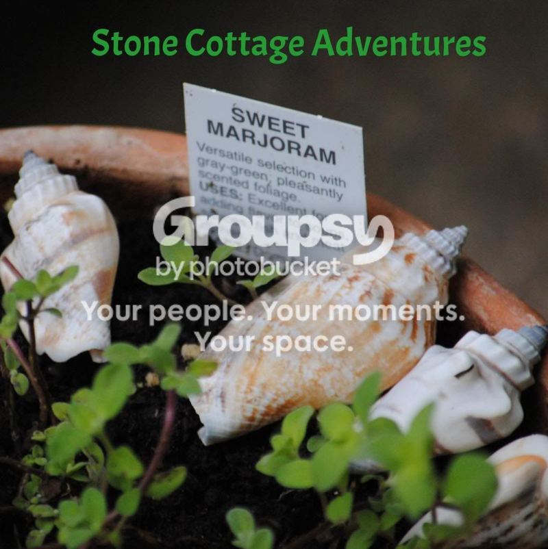 Herbs: A Place to Begin... Bringing Herbs Home – photo 5