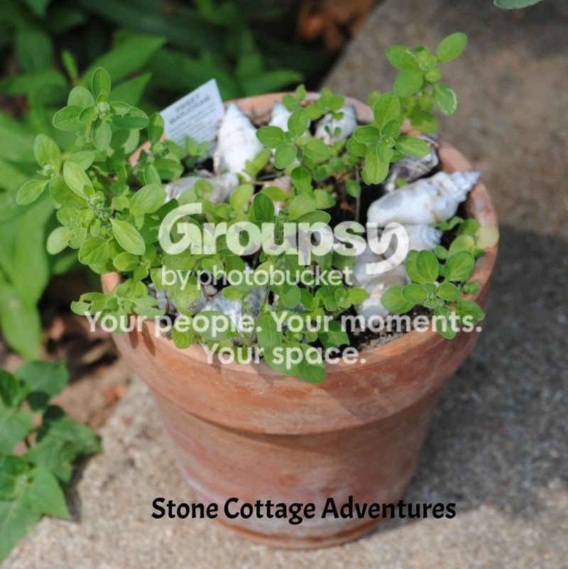 Herbs: A Place to Begin... Bringing Herbs Home – photo 6