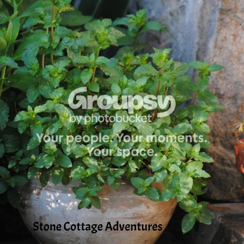 Herbs: A Place to Begin... Where Should Herbs be Planted? – photo 1