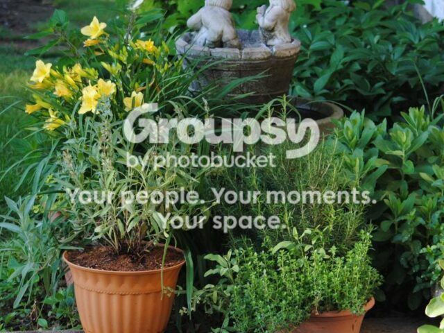 New Page for Herb Lovers!