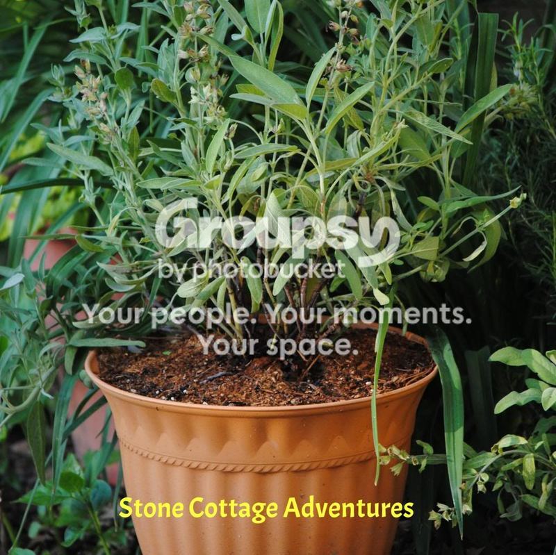 Herbs: A Place to Begin... Where Should Herbs be Planted? – photo 3