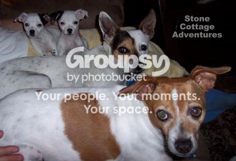 Dog Days of Summer – photo 2