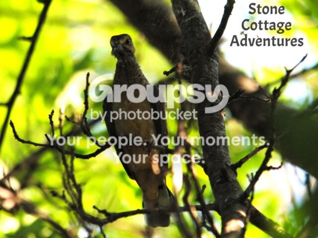 Garden Guests: Mourning Dove