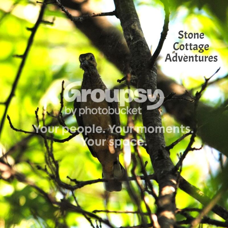 Garden Guests:  Mourning Dove – photo 1