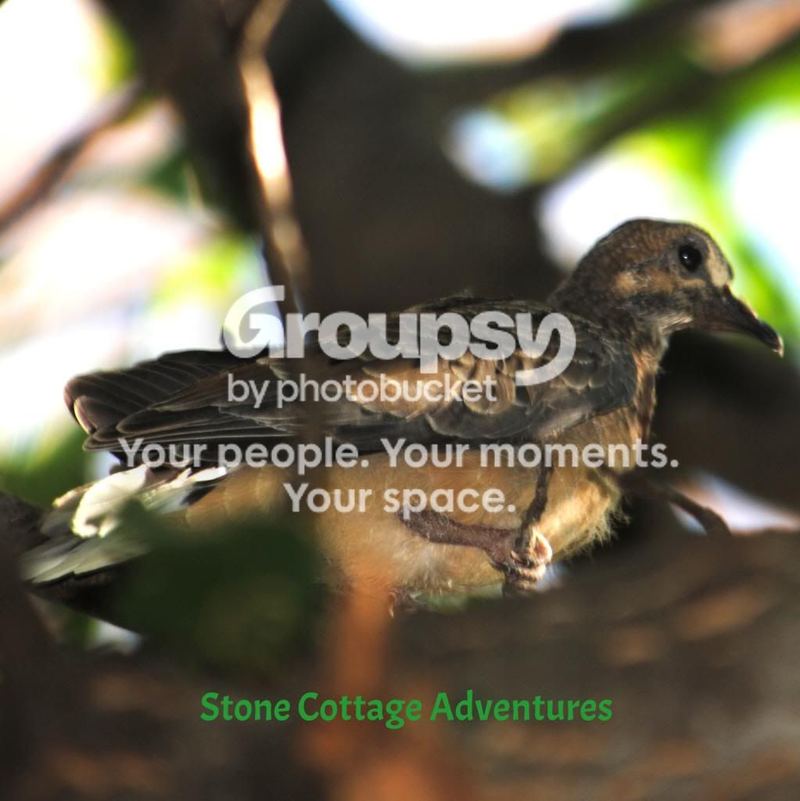 Garden Guests:  Mourning Dove – photo 2