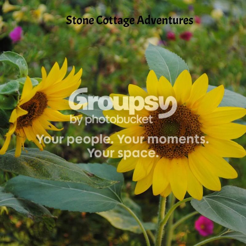 Summer Sunshine – photo 3