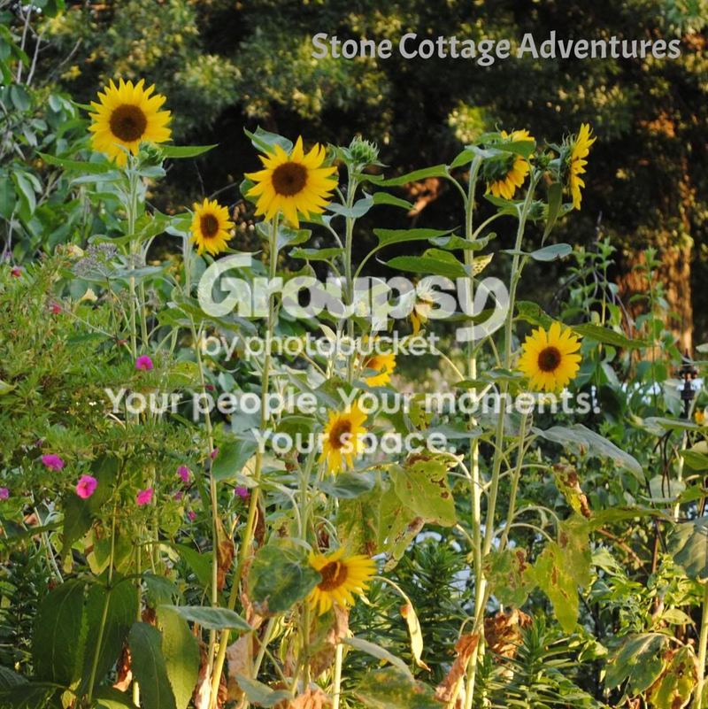 Summer Sunshine – photo 4