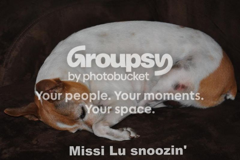 Dog Days of Summer – photo 3