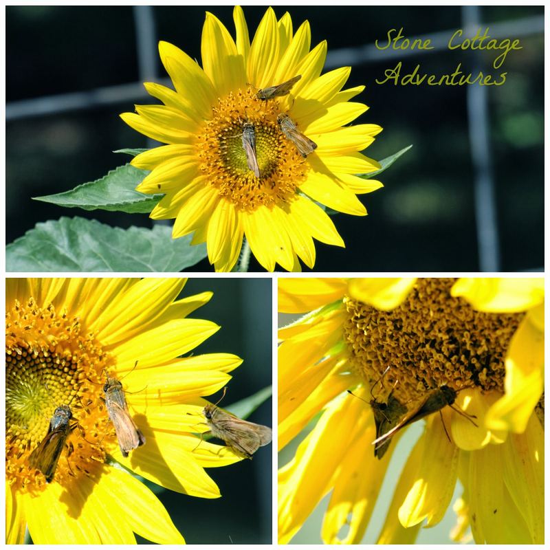 Garden Guests: Can you help me with this one? – photo 1