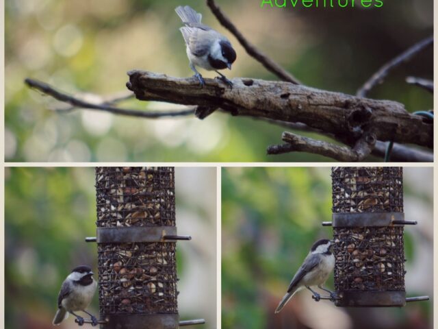 Garden Guests: Attract Your Favorite Bird…With Its Favorite Food