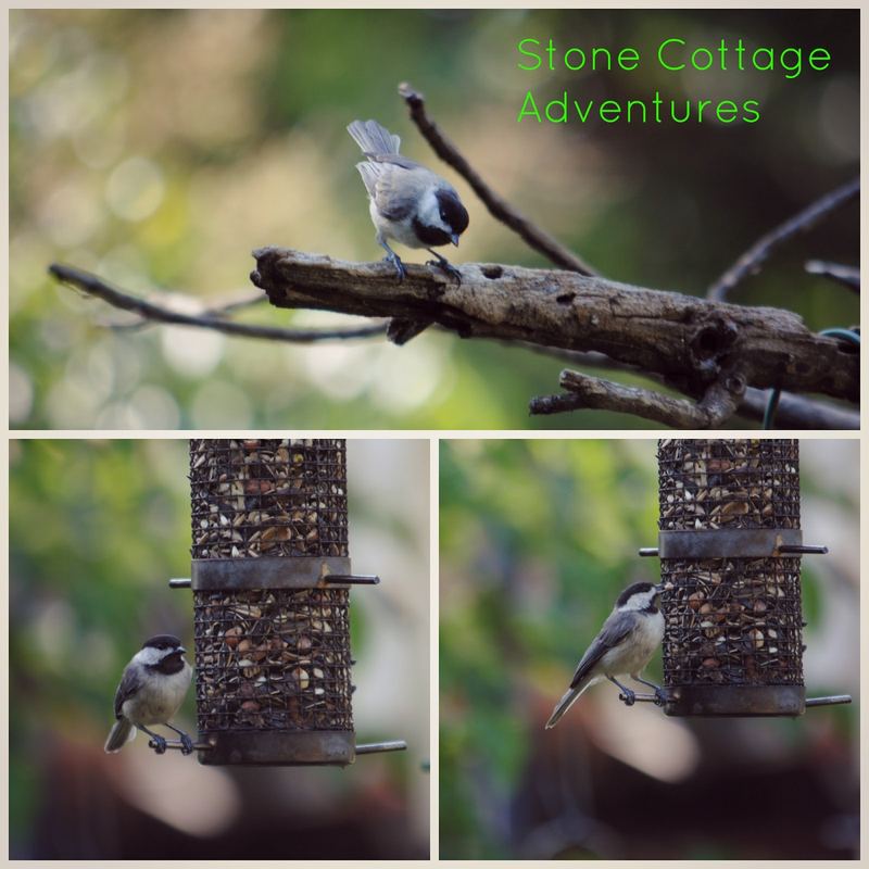 Garden Guests: Chickadee – photo 1