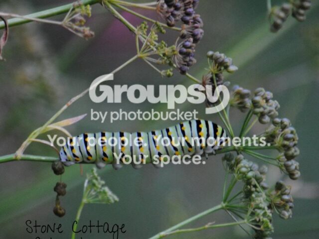 Garden Guest: Black Swallowtail Caterpillar