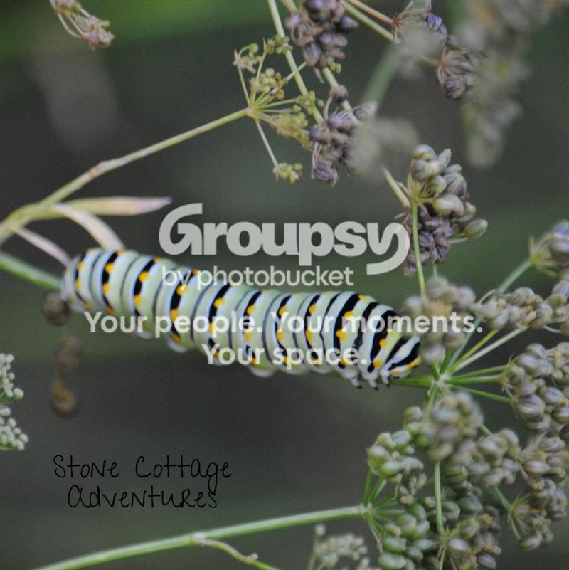 Garden Guest: Black Swallowtail Caterpillar – photo 2