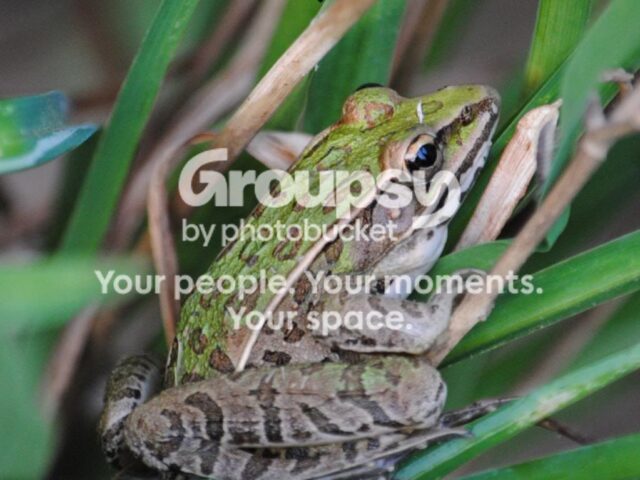 Garden Guest: Leopard Frog