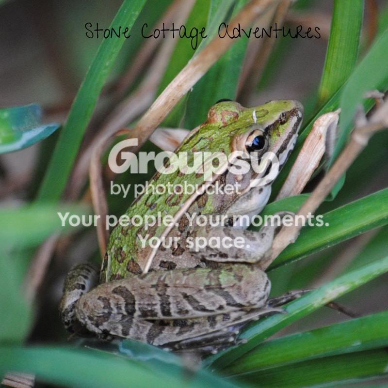 Garden Guest: Leopard Frog – photo 1