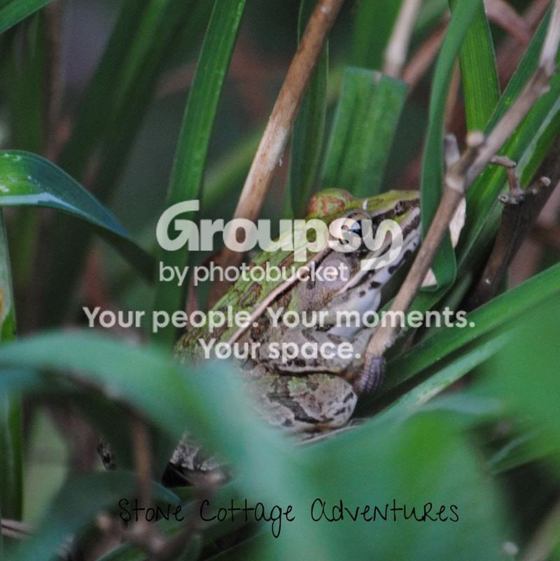 Garden Guest: Leopard Frog – photo 3
