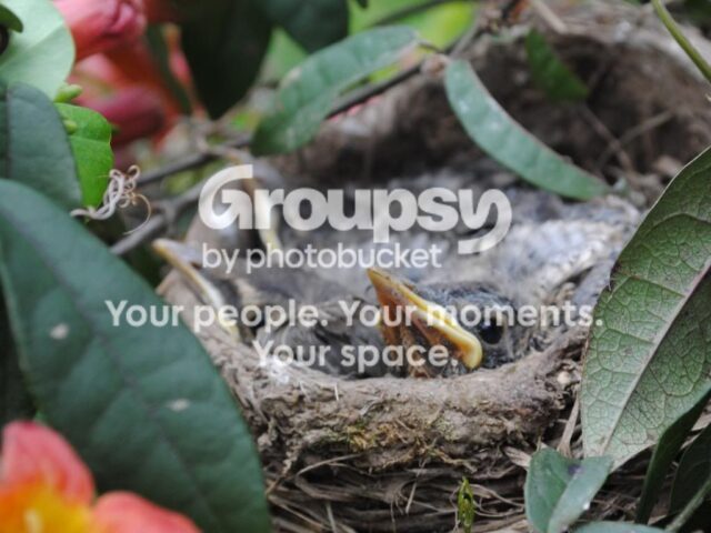Garden Guest: Robin’s Nest