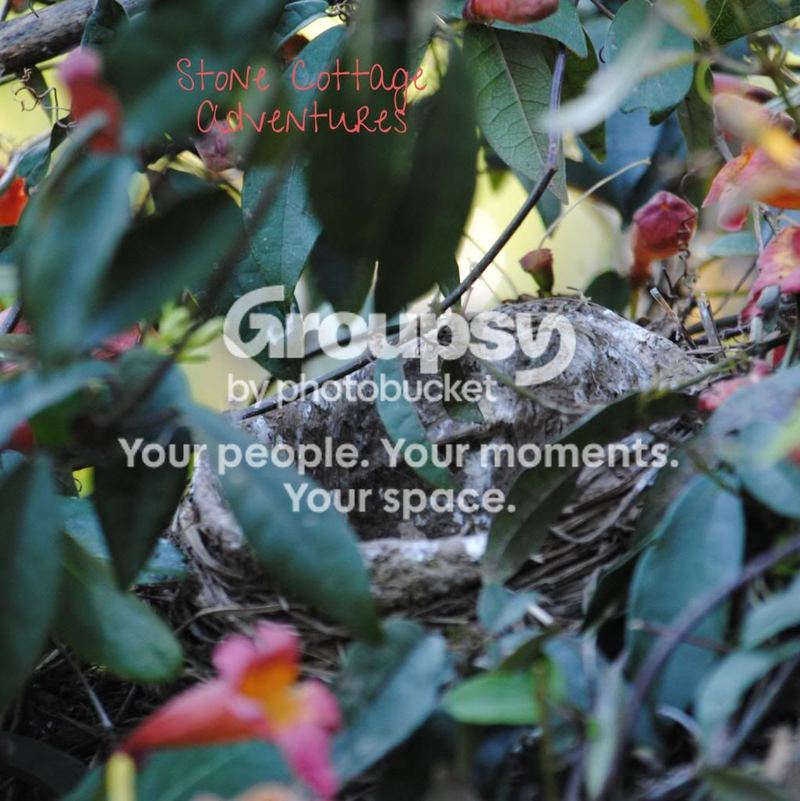 Garden Guest:  Robin's Nest – photo 2