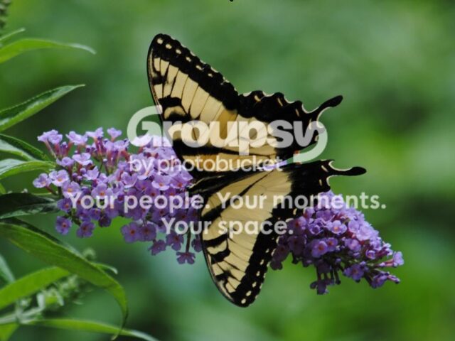 Garden Guest: Tiger Swallowtail