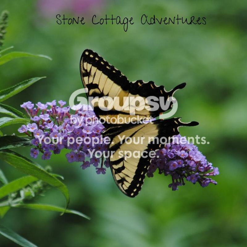 Garden Guest: Tiger Swallowtail – photo 1