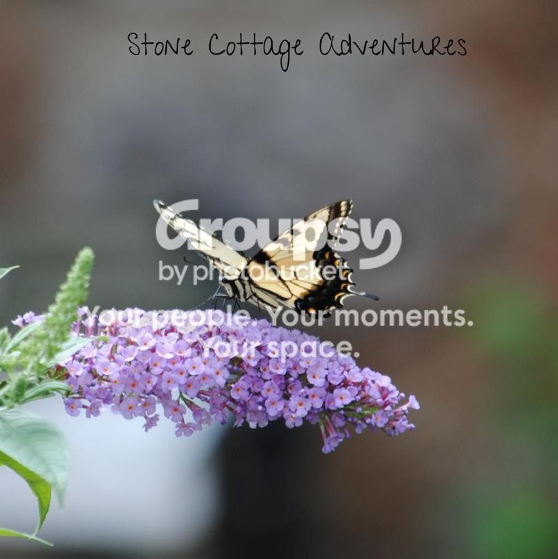 Garden Guest: Tiger Swallowtail – photo 2